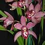 Cymbidium Amaretto 1