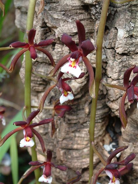 Cymbidium Atropurpureum