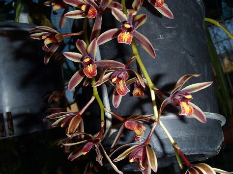 Cymbidium Bicolor