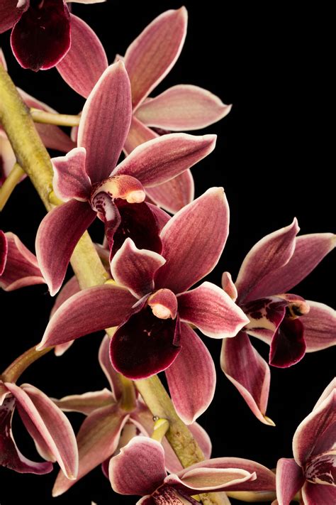 Cymbidium Black Ruby