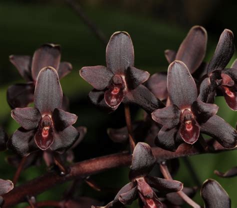 Cymbidium Black Sambo