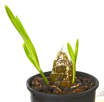 Cymbidium Bulbs