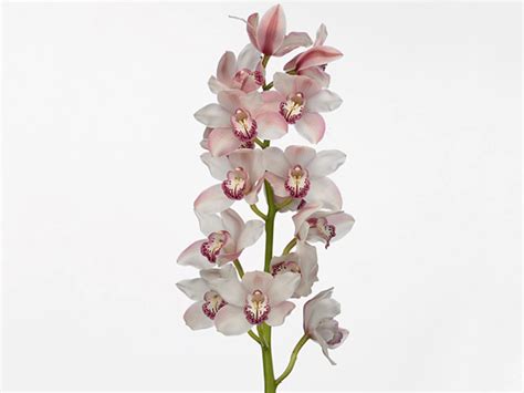 Cymbidium Candy King