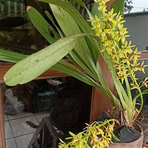 Cymbidium Caprifolium