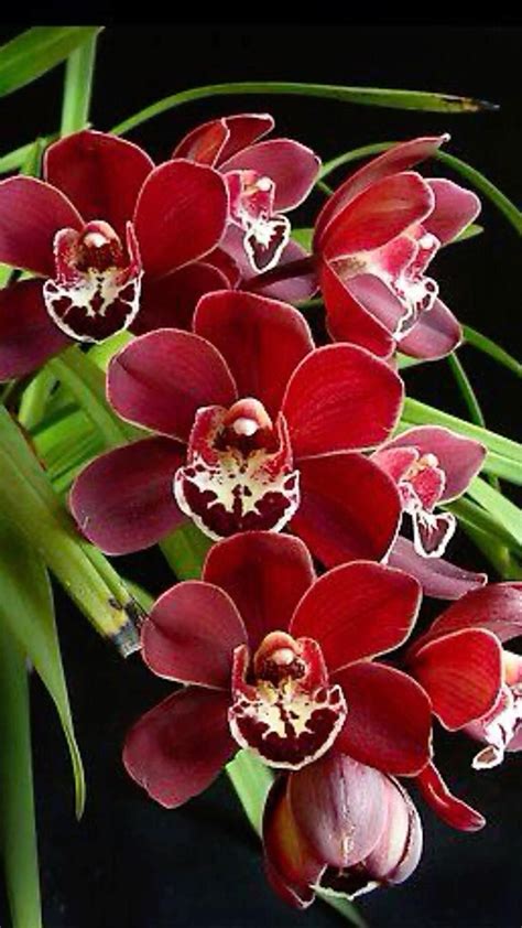Cymbidium Care