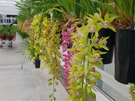 Cymbidium Cascade