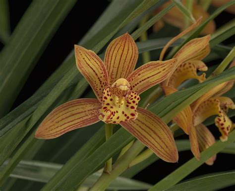 Cymbidium Chens Ruby Gold Tiger