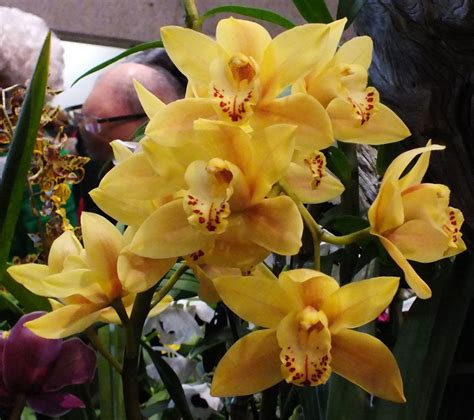 Cymbidium Congress 2019