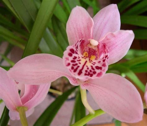 Cymbidium Culture