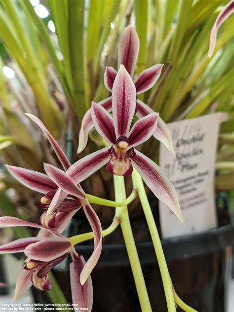 Cymbidium Dayanum