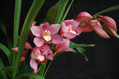 Cymbidium Definition
