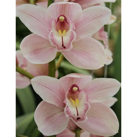 Cymbidium Delmonte