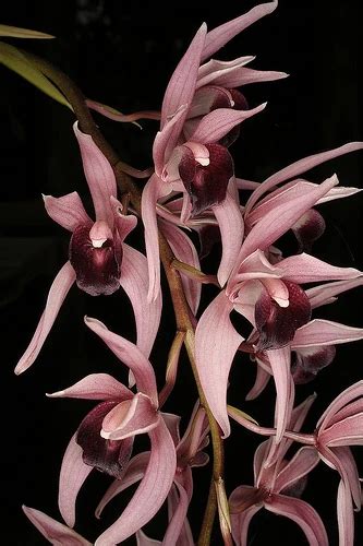 Cymbidium Devon Odyssey