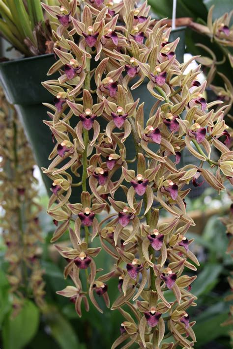 Cymbidium Devonianum