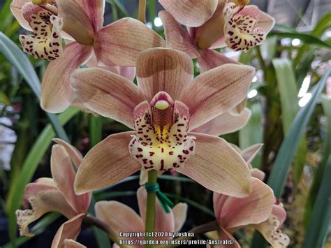Cymbidium Dolly