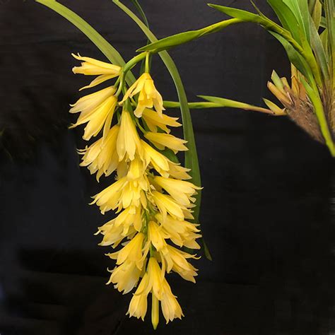 Cymbidium Elegans