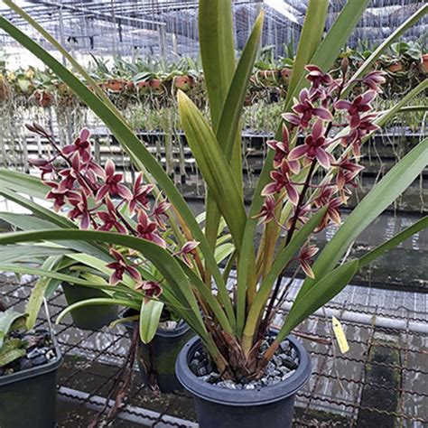 Cymbidium Ensi Canal First Lady