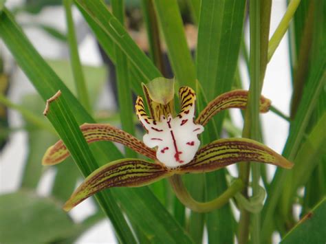 Cymbidium Erythraeum