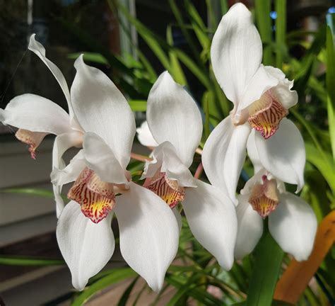 Cymbidium Erythrostylum