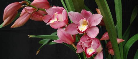 Cymbidium Events