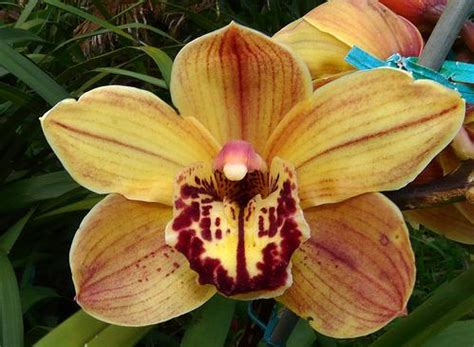 Cymbidium Exeter