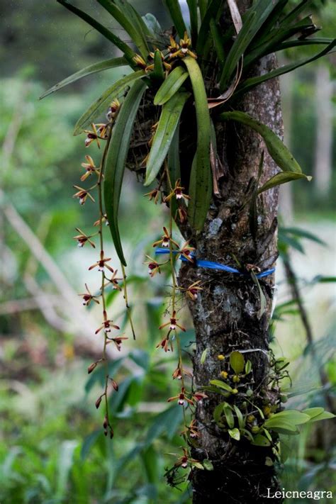 Cymbidium Finlaysonianum