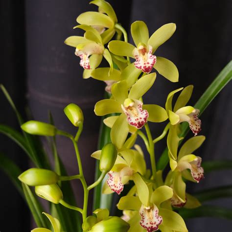 Cymbidium Florist
