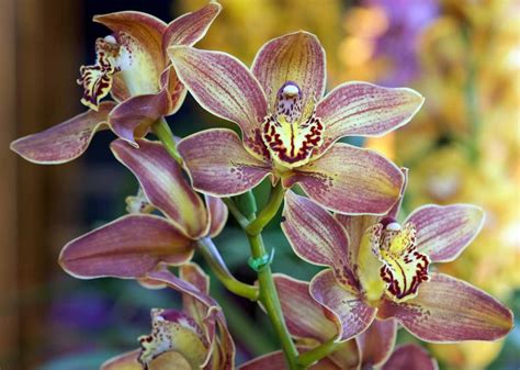 Cymbidium Flowers
