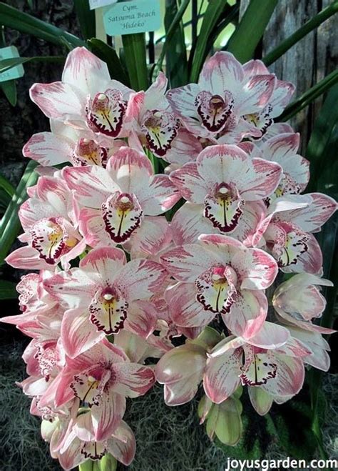 Cymbidium For Near Me