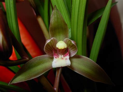 Cymbidium Goeringii
