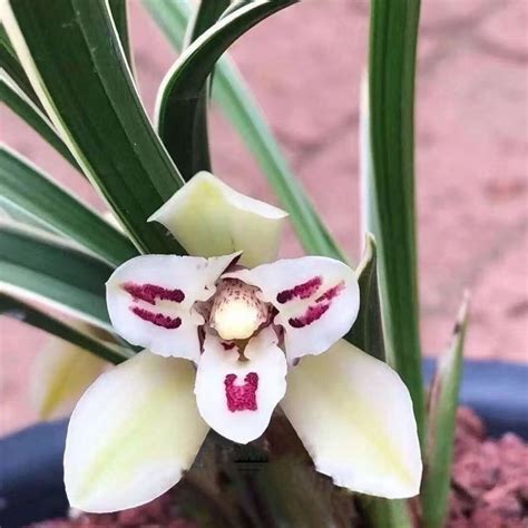 Cymbidium Goeringii For Sale
