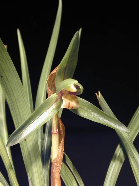 Cymbidium Goeringii Side Effects