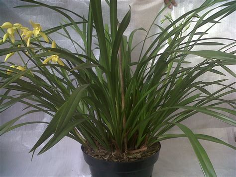 Cymbidium Golden Elf