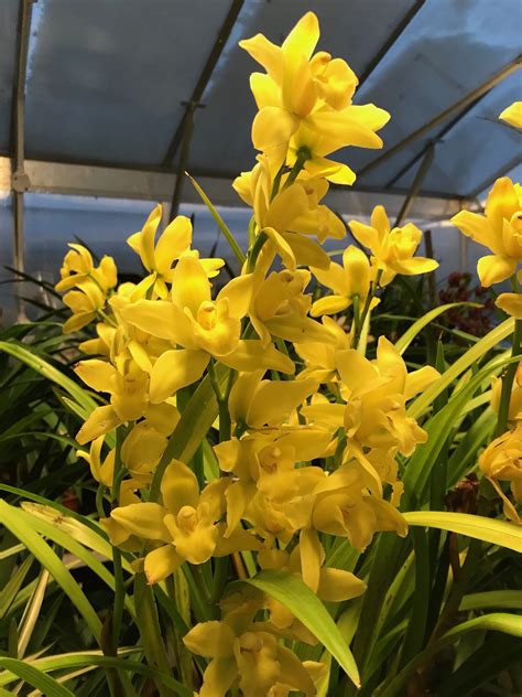 Cymbidium Golden Elf For Sale