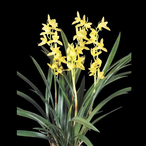 Cymbidium Golden Elf Sundust