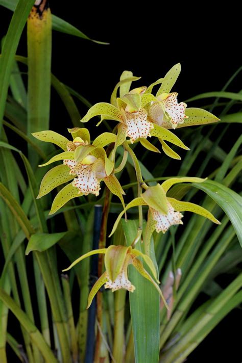 Cymbidium Grandiflorum