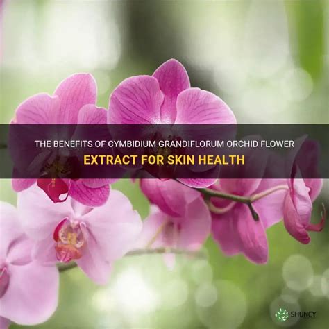 Cymbidium Grandiflorum Flower Extract