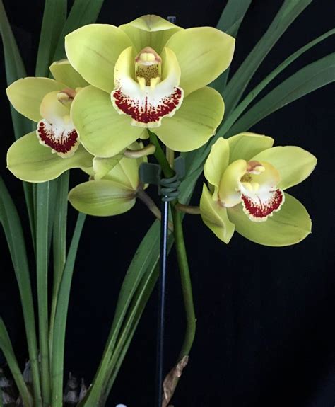 Cymbidium Green