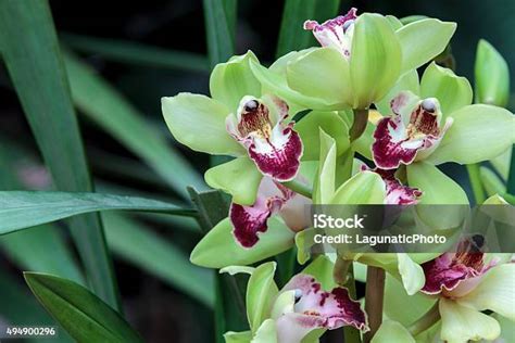 Cymbidium Hijau
