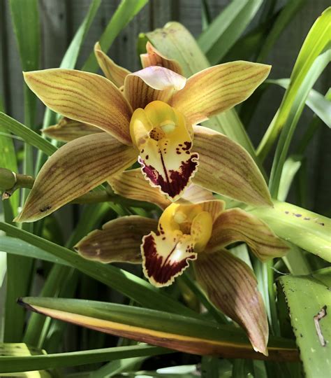 Cymbidium Hybrid
