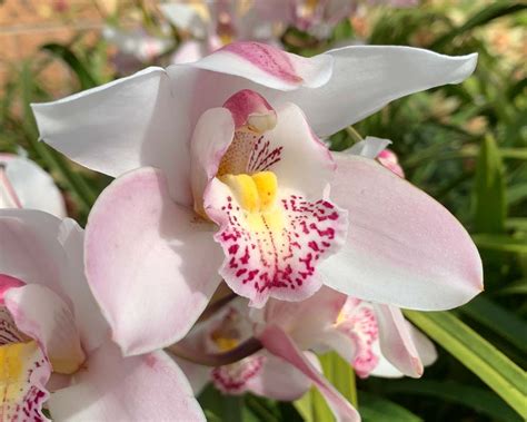 Cymbidium Hybrida