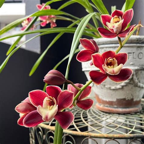 Cymbidium In Chinese