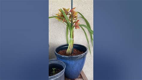Cymbidium In Leca