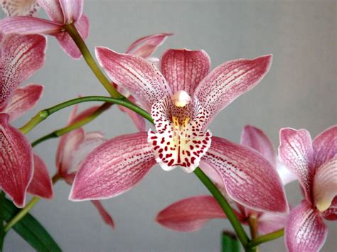 Cymbidium Insigne