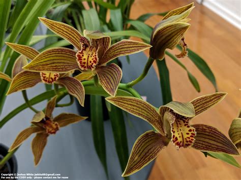 Cymbidium Iridioides