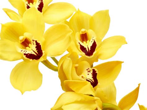 Cymbidium Jaune