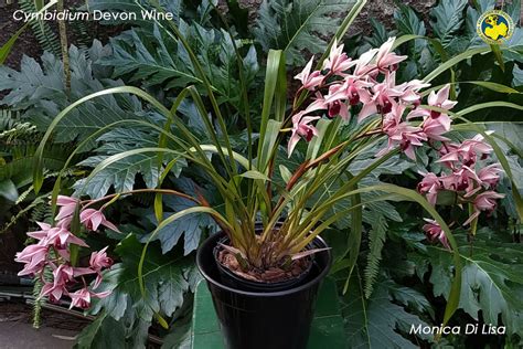 Cymbidium Joypolis