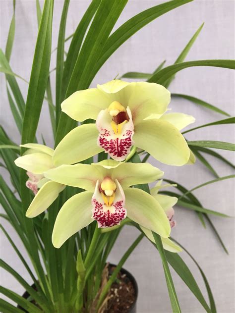 Cymbidium King Arthur