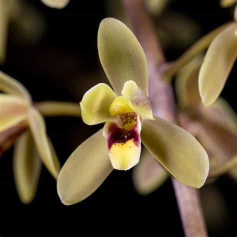 Cymbidium Kuranda