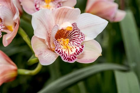 Cymbidium L